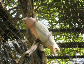 Willowbank Birds